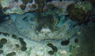 Malta Octopus - Crikawa Reef