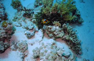 Clown fish - Red Sea (Nemo)