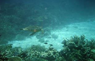 Hooked Billed Turtle, Great Barrier Reef